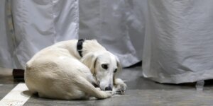 Expatriados britânicos que fogem de Dubai deixam animais de estimação nas ruas enquanto voltam para casa