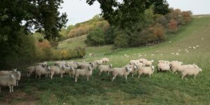 “Não tenho certeza se posso ver o futuro!”