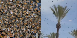 A praga bíblica de abelhas varre Israel enquanto moradores alertam para ficar em casa