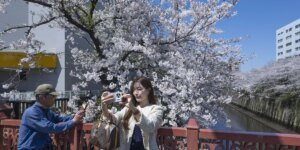 As flores de cerejeira são ameaçadas por besouros raivosos que comem as árvores de dentro para fora