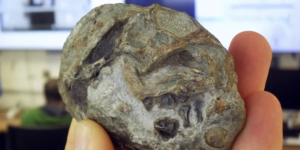 Cientistas empolgantes descobrem ovos de ancestrais humanos distantes