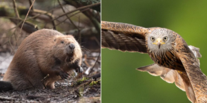 O Partido Trabalhista promete £ 90 milhões para a vida selvagem ameaçada da Grã-Bretanha à medida que a crise da vida selvagem no Reino Unido se aprofunda