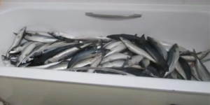 O chef guardava os peixes em sua banheira antes de vendê-los aos supermercados em refeições prontas “nojentas”