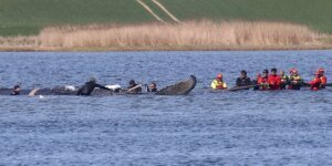 Uma baleia jubarte é devolvida ao mar em uma BARCA depois de ficar presa em águas rasas