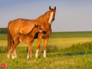 6 animais que conseguem dormir em pé sem cair – cavalos