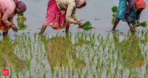 Ameaça El Nino: Centro formula Plano de Contingência Kharif para proteger as colheitas