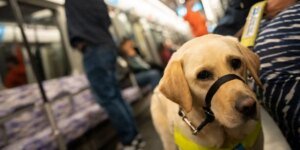 Donos de cães usavam animais de estimação como “apoio emocional” para conseguir lugares em restaurantes