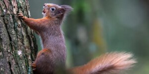 Os esquilos vermelhos estão perto da extinção na Inglaterra, restando apenas 15.000 no país