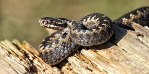 A única cobra venenosa nativa da Grã-Bretanha está extinta à medida que a perda de habitat piora