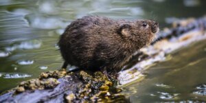 Arganazes-d’água foram reintroduzidos em uma reserva natural britânica pela primeira vez em décadas