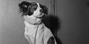 O cachorro que encontrou o troféu roubado e se tornou um herói nacional inglês
