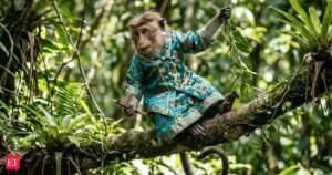 Provérbio espanhol de hoje: ‘Mesmo que um macaco seja domesticado, ele permanece…’ Realidade, aparência, identidade e lições de vida sobre por que as aparências realmente não importam